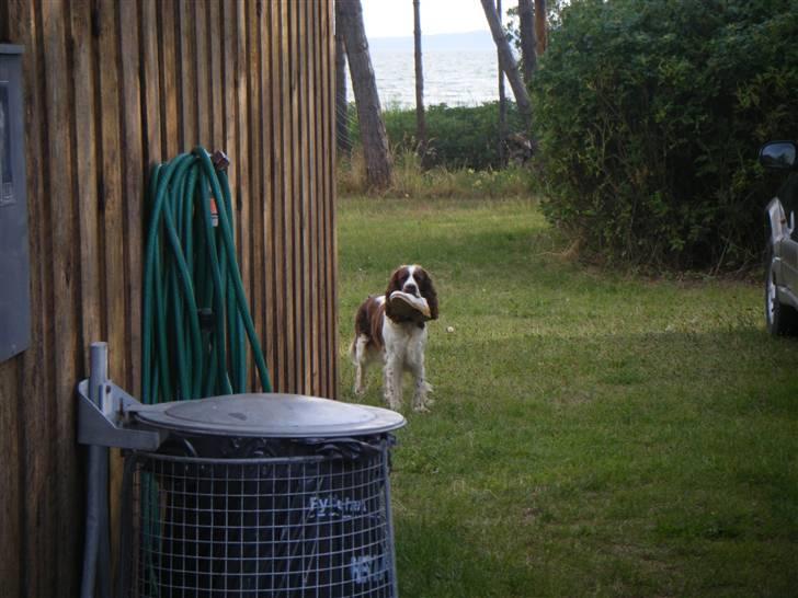 Engelsk springer spaniel frida billede 6
