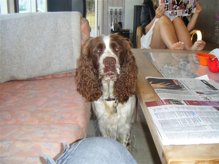 Engelsk springer spaniel frida billede 7