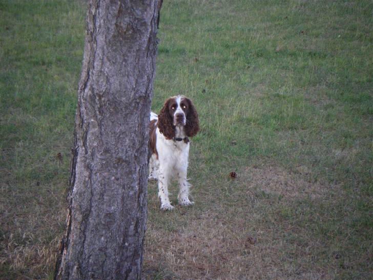 Engelsk springer spaniel frida billede 8