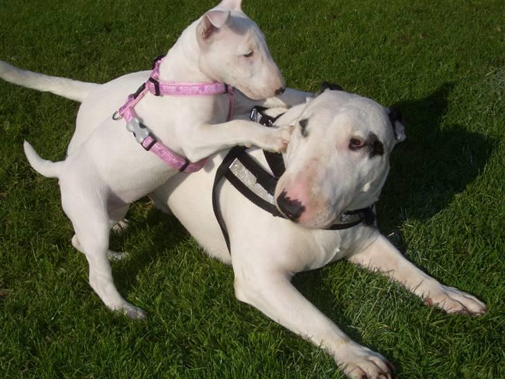 Bullterrier ALF  R.I.P savner dig ven - ...alf og viola billede 10