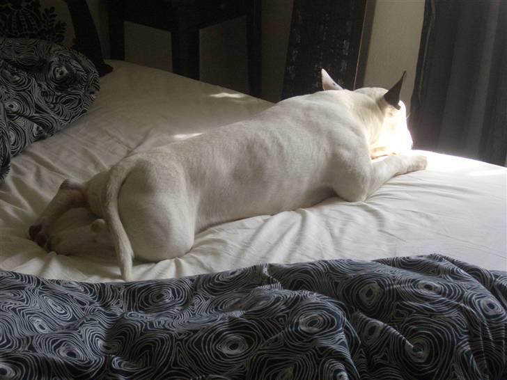Bullterrier ALF  R.I.P savner dig ven - min seng billede 11