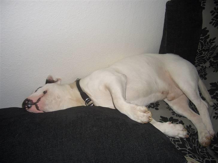 Bullterrier ALF  R.I.P savner dig ven - middags lur billede 12