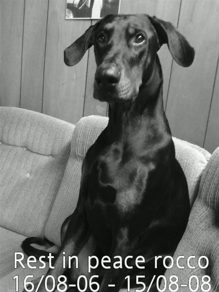 Dobermann Rocco R.I.P. -2008 - R.I.P. my dear boy....  billede 18
