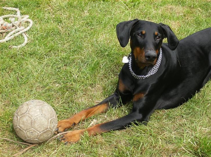 Dobermann Rocco R.I.P. -2008 - rocco med sin yndlingsbold... :D billede 19