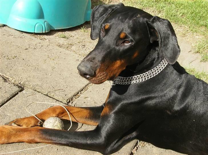 Dobermann Rocco R.I.P. -2008 billede 20