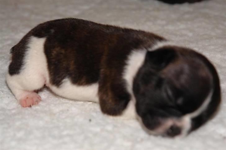 Fransk bulldog Albert - Han er dejlig:) lille syvsover billede 1