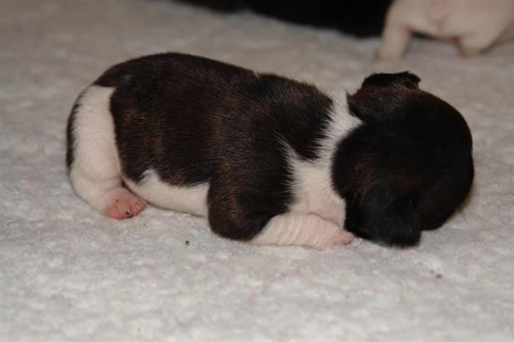 Fransk bulldog Albert billede 2