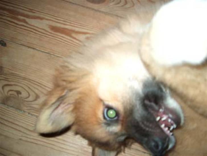 Islandsk fårehund Freya "RIP" - Grr farlig bæver billede 7