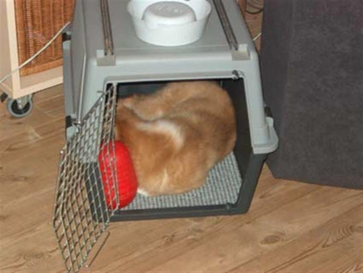 Islandsk fårehund Freya "RIP" billede 8