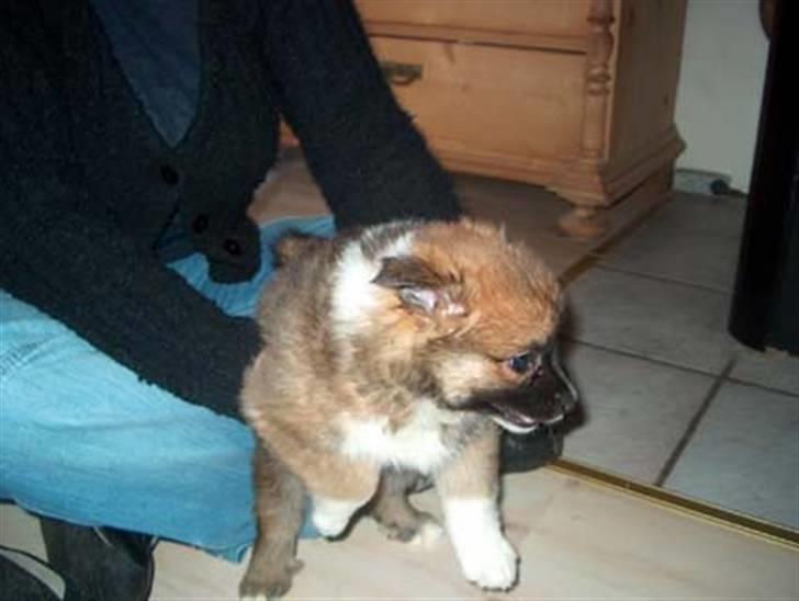 Islandsk fårehund Freya "RIP" billede 9