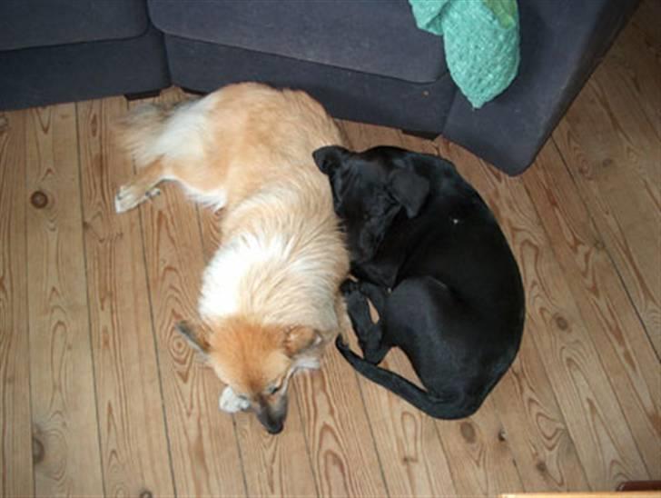 Islandsk fårehund Freya "RIP" - Dejligt med en sovekammerat billede 10