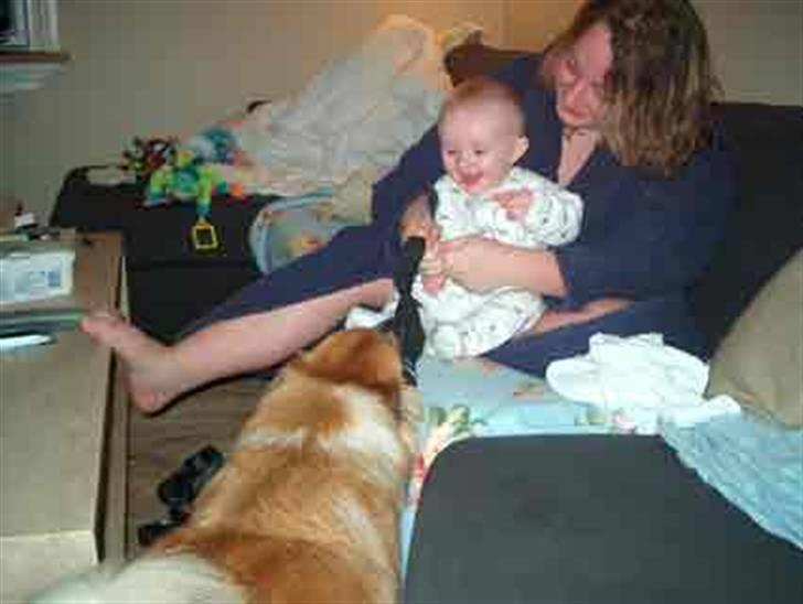 Islandsk fårehund Freya "RIP" - Sjovt at lege sok med Lærke billede 11