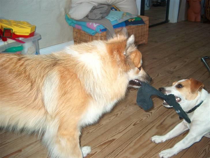 Islandsk fårehund Freya "RIP" - - nikki kan også lege sok. billede 12