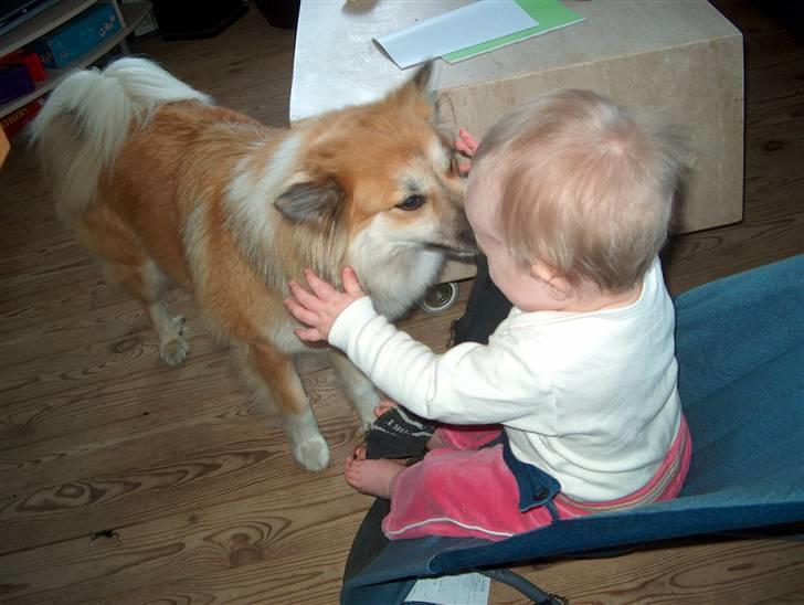 Islandsk fårehund Freya "RIP" - Gir du er nys? billede 13