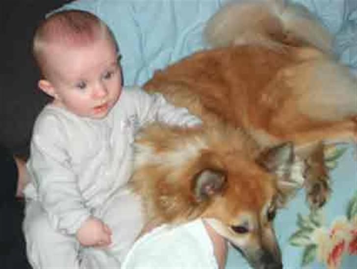 Islandsk fårehund Freya "RIP" - Rendyrket hygge! billede 14