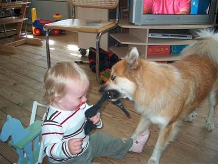 Islandsk fårehund Freya "RIP" - Mere sokkeleg med Lærke billede 15