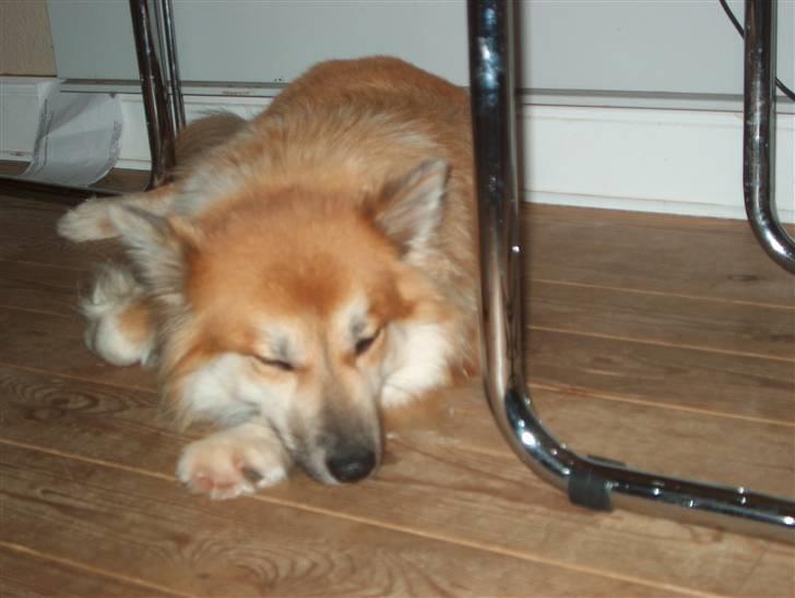 Islandsk fårehund Freya "RIP" billede 16