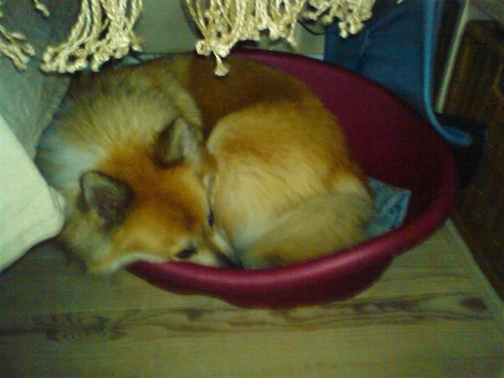 Islandsk fårehund Freya "RIP" - Næste gang vil jeg have en større kurv.... billede 17