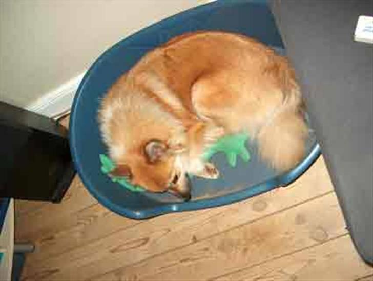 Islandsk fårehund Iljan "RIP" billede 7