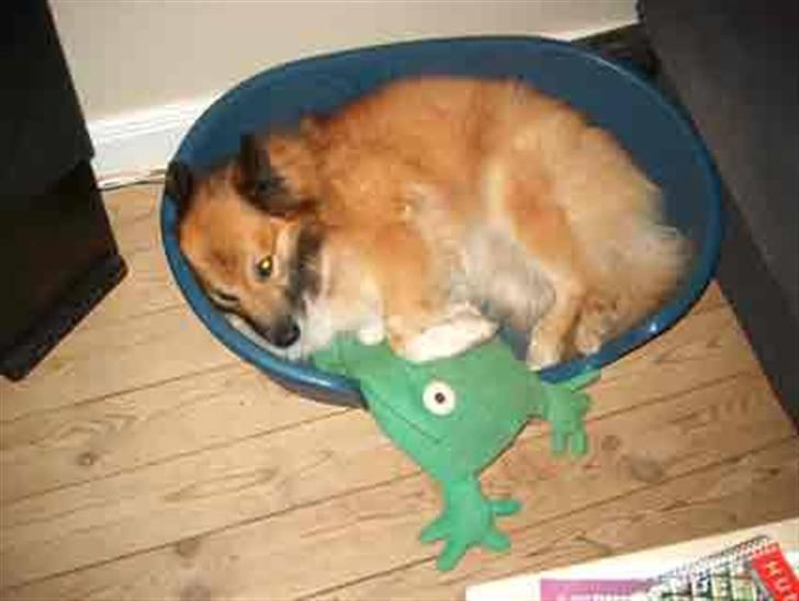 Islandsk fårehund Iljan "RIP" billede 8