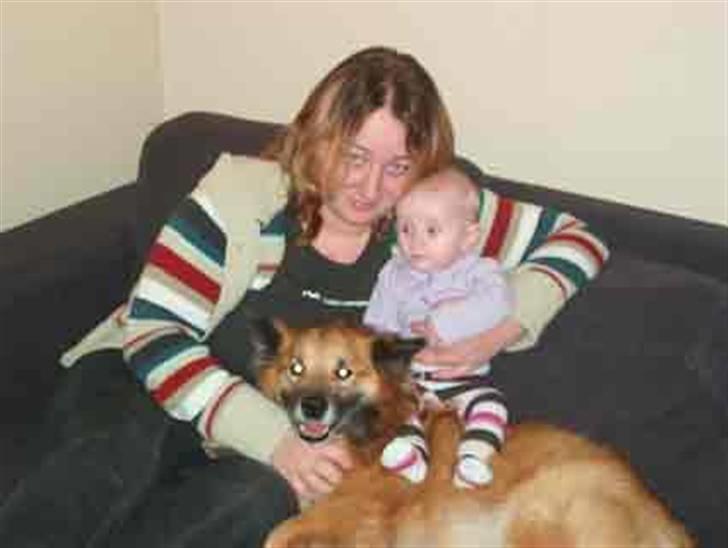 Islandsk fårehund Iljan "RIP" billede 9