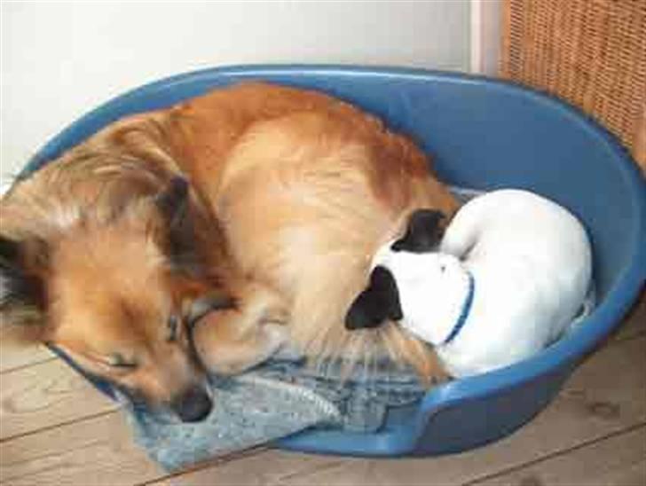 Islandsk fårehund Iljan "RIP" billede 10