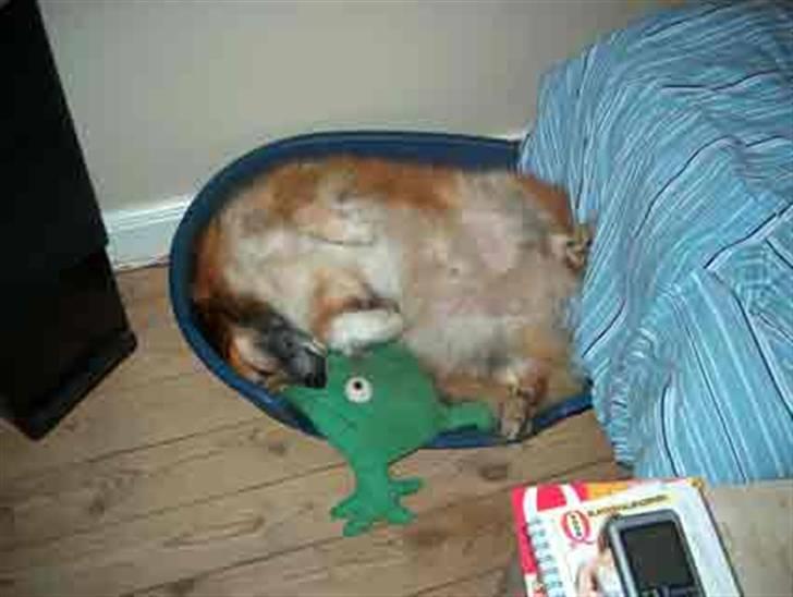 Islandsk fårehund Iljan "RIP" billede 11