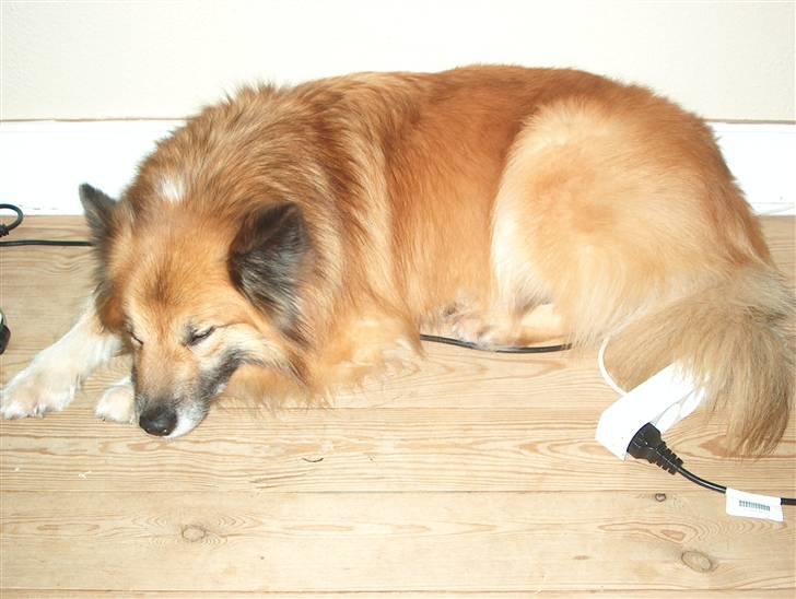 Islandsk fårehund Iljan "RIP" billede 12