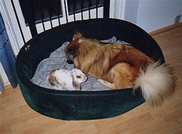 Islandsk fårehund Iljan "RIP" billede 13