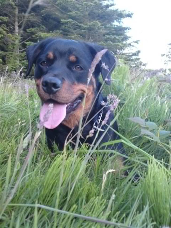 Rottweiler Malla <3 - Velkommen til Mallas profil :) billede 1