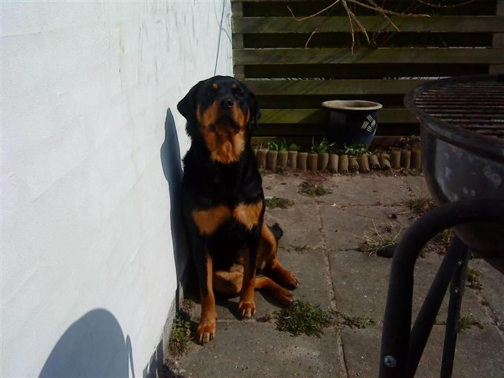 Rottweiler Malla <3 - Vores skønne Malla:) billede 2