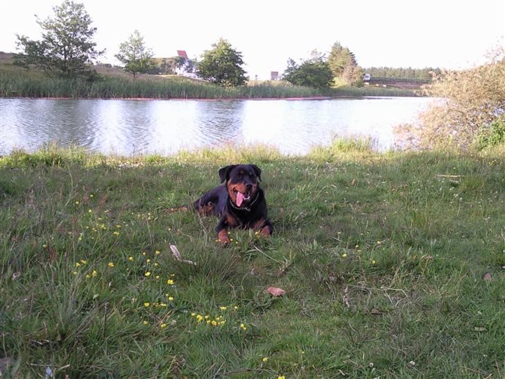 Rottweiler Malla <3 billede 3