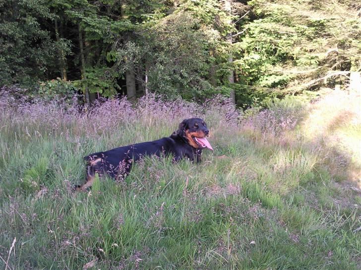 Rottweiler Malla <3 billede 4