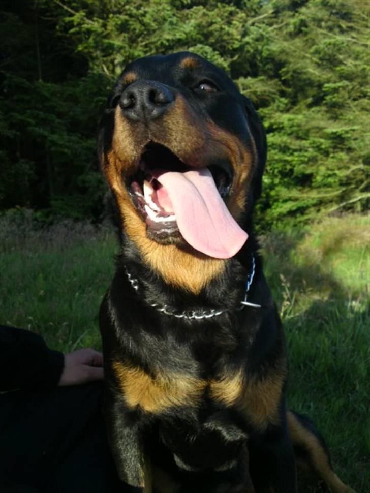 Rottweiler Malla <3 - Hårdt at være i skoven :) billede 5