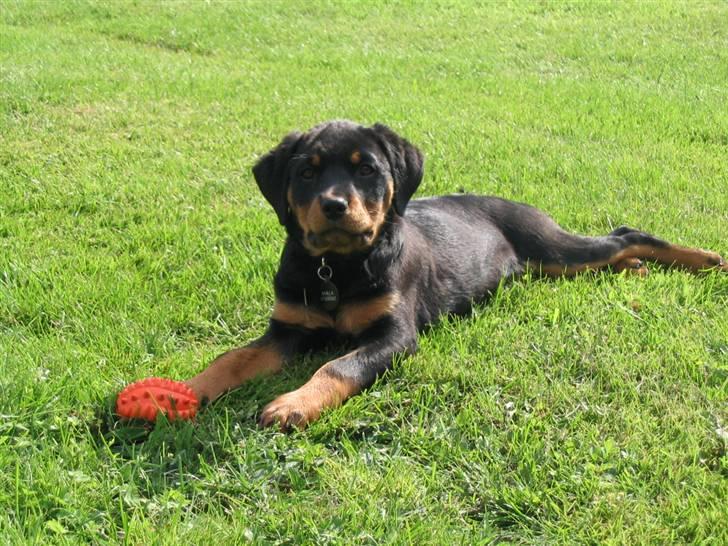 Rottweiler Malla <3 billede 6