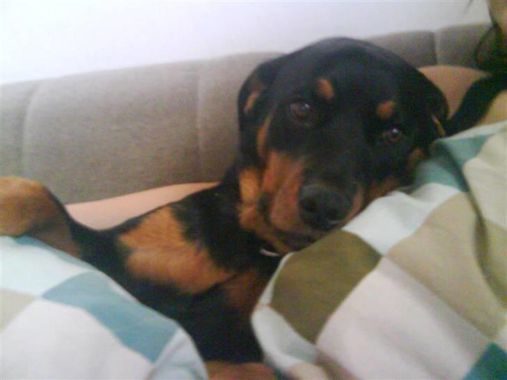 Rottweiler Malla <3 - Putter med mor:) billede 7