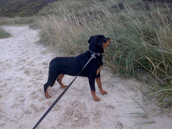 Rottweiler Malla <3 - Med mor på stranden:) billede 8