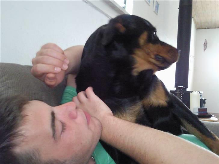 Rottweiler Malla <3 - Hygge med far :) jeg er jo en lille skøde hund :) billede 9