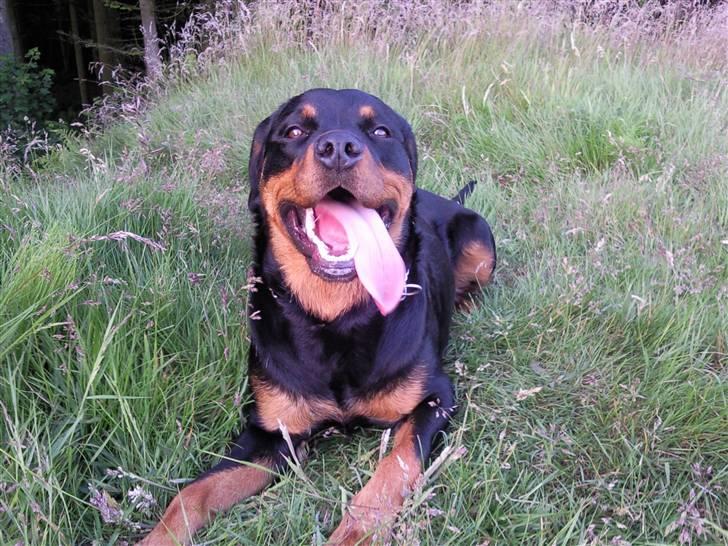 Rottweiler Malla <3 billede 10