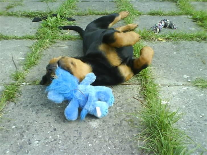 Rottweiler Malla <3 - mmm god bamse:) billede 11