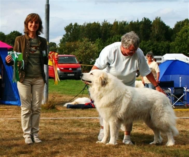 Pyreneerhund Sandybear's Havanna - Bedst i racen på den svenske specialklubudstilling og ny svensk champion. billede 9