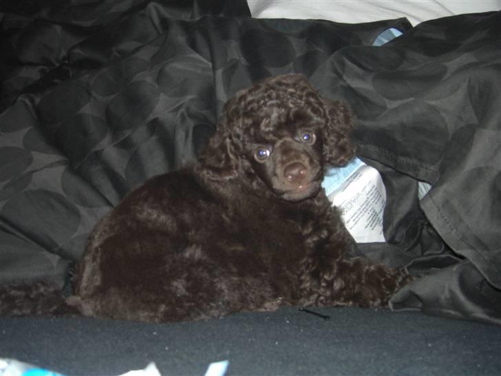 Dværgpuddel Sankt Georgi's Brown Xena billede 1