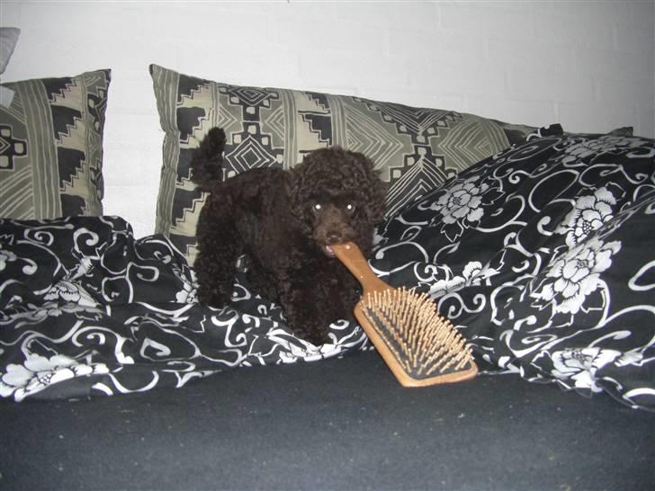 Dværgpuddel Sankt Georgi's Brown Xena - Må jeg låne din hårdbørste Tine ? billede 2