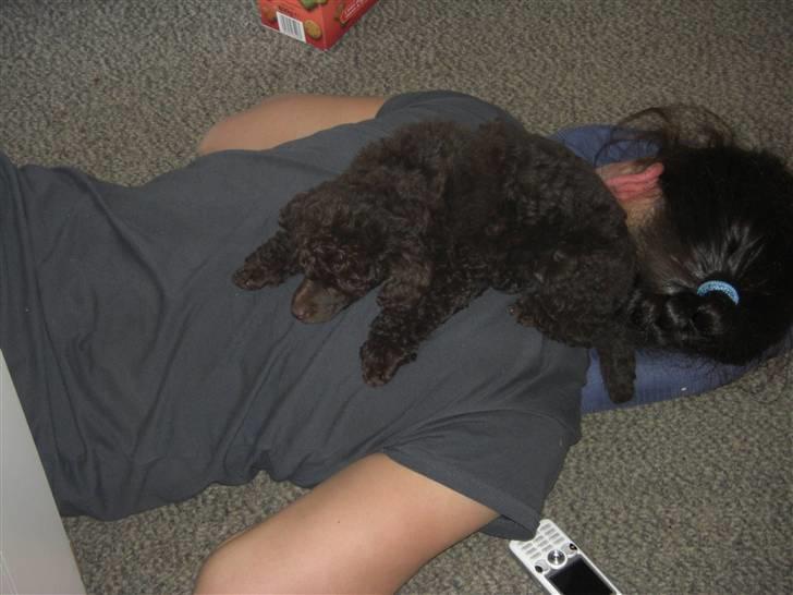 Dværgpuddel Sankt Georgi's Brown Xena - Efter en hård uge i børnehaven, kommer man hjem til en weekend, med sin egen dejlige og meget søvnige baby.. billede 3