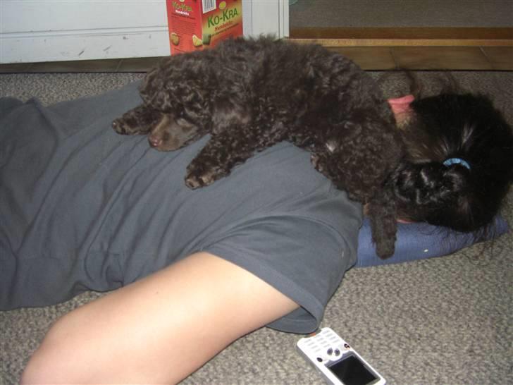 Dværgpuddel Sankt Georgi's Brown Xena billede 4