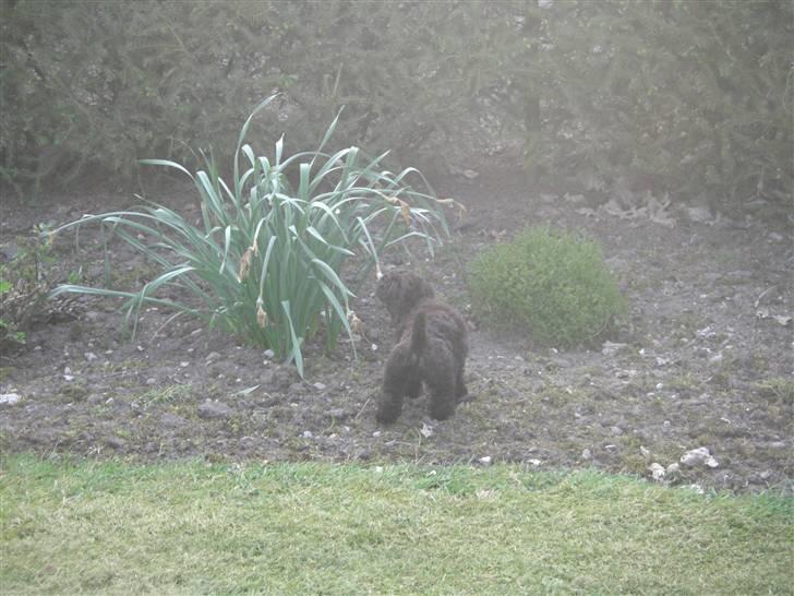 Dværgpuddel Sankt Georgi's Brown Xena - Jo da, selvfølgelig kan jeg trække denne Påskelilje op med roden ;) billede 5