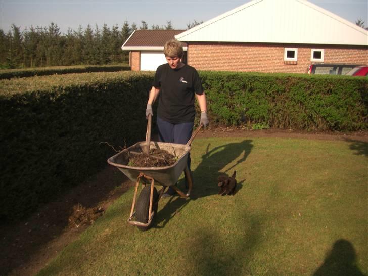 Dværgpuddel Sankt Georgi's Brown Xena - Hvaa´? Skal jeg ikke lige hjælpe dig med den trillebør ?? billede 6