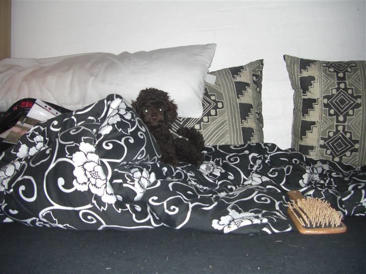 Dværgpuddel Sankt Georgi's Brown Xena - Godmorgen Kamera !! billede 7