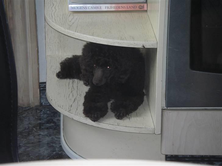 Dværgpuddel Sankt Georgi's Brown Xena - Hey, her ligger jeg super godt...!! ( På besøg ved min opdrætter - Kennel Sankt Georgi ;) ) billede 8