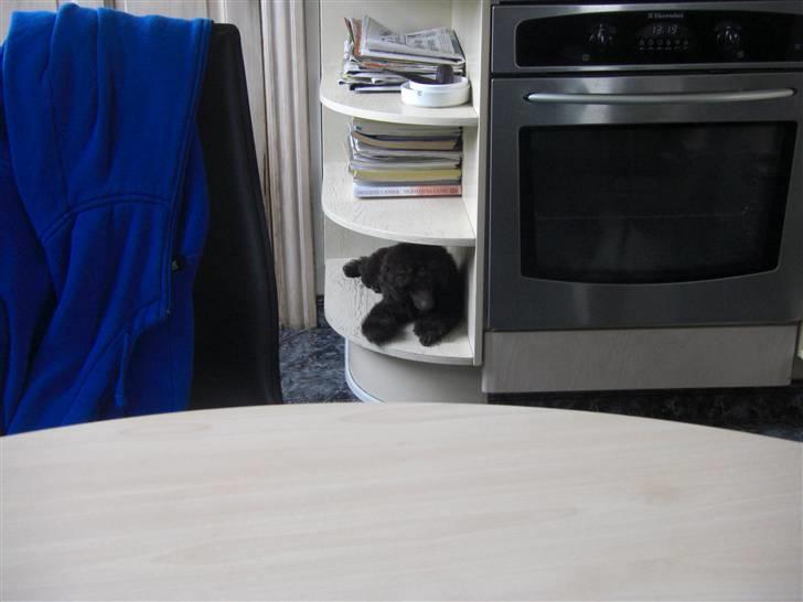 Dværgpuddel Sankt Georgi's Brown Xena billede 9